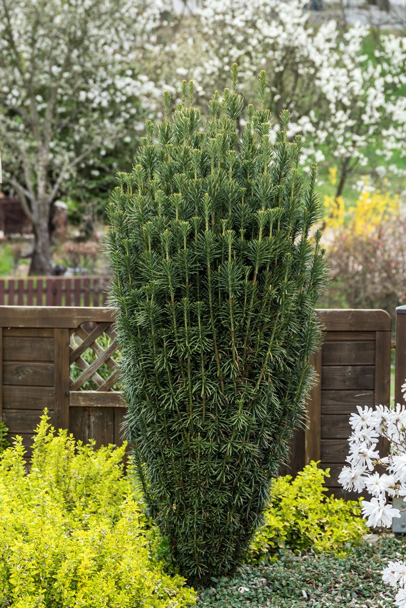 haringtoniana fastigiata.jpg